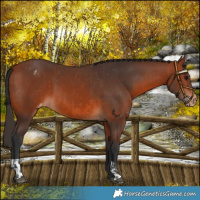 Horse Color:Bay Appaloosa  and Bay Appaloosa 