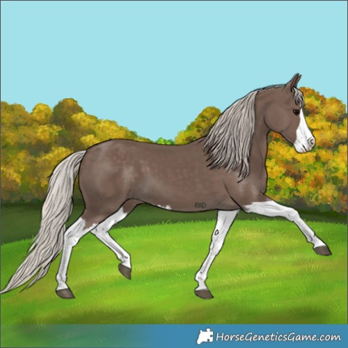Horse Color:Silver Black Splash 