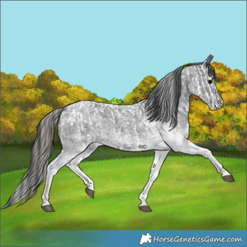 Horse Color:White Spotted Blue Roan Appaloosa Rabicano  and White Spotted Blue Roan Rabicano 