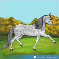 Horse Color:White Spotted Blue Roan Appaloosa Rabicano  and White Spotted Blue Roan Rabicano 