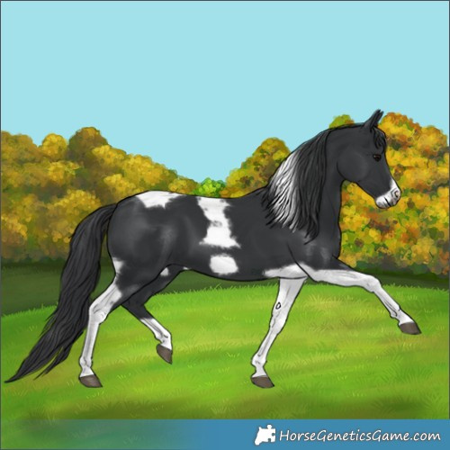 Horse Color:Black Tobiano Frame 