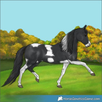 Horse Color:Black Tobiano Frame 
