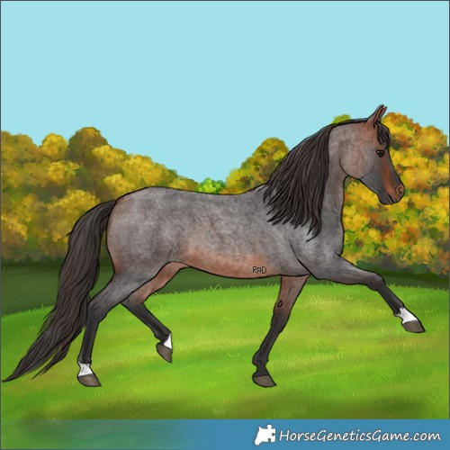 Horse Color:Bay Roan 