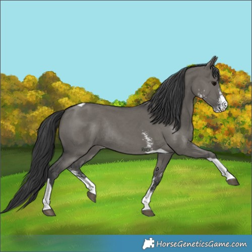 Horse Color:Grullo Sabino Tobiano Rabicano 