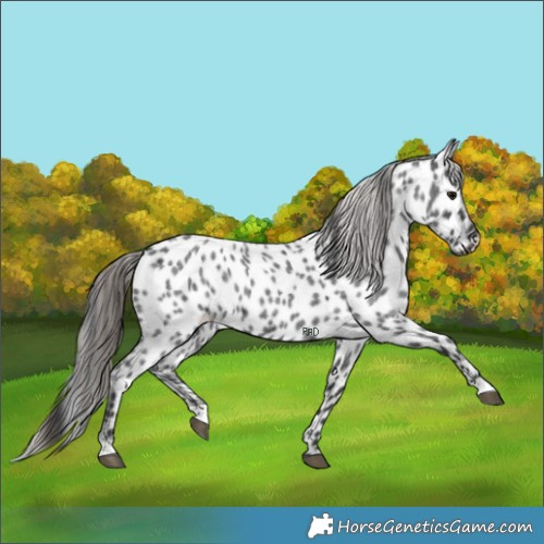 Horse Color:Blue Roan Appaloosa 