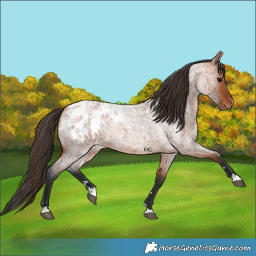 Horse Color:Bay Roan Appaloosa Rabicano 
