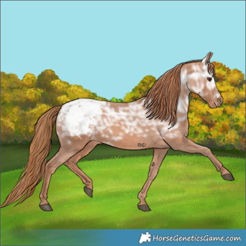 Horse Color:Chestnut Ice Appaloosa Rabicano 
