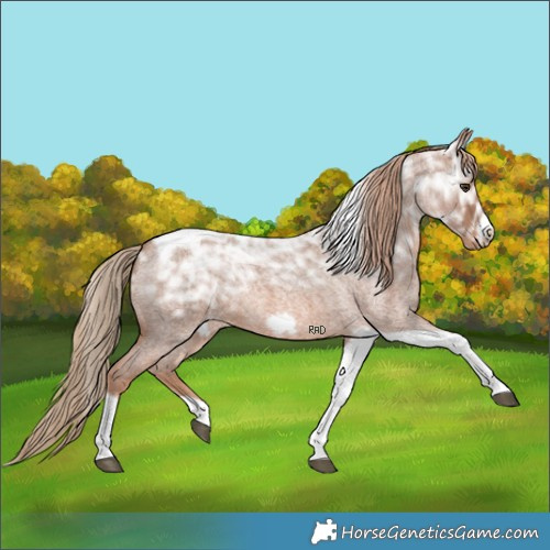 Horse Color:Red Ice Roan Tobiano Frame Rabicano 