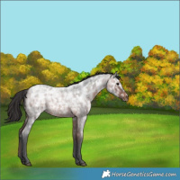 Horse Color:Brown Ice Roan Rabicano 