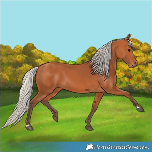 Horse Color:Silver Bay 