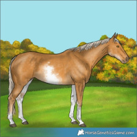 Horse Color:White Spotted Palomino 