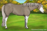 Horse Color:Silver Grullo Splash 