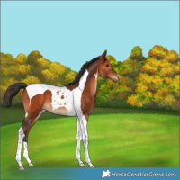 Horse Color:Bay Tobiano