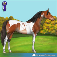 Horse Color:Bay Tobiano 