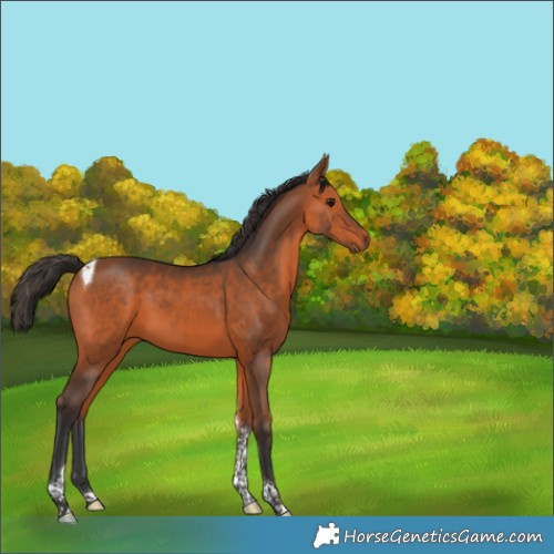 Horse Color:Bay Tobiano 