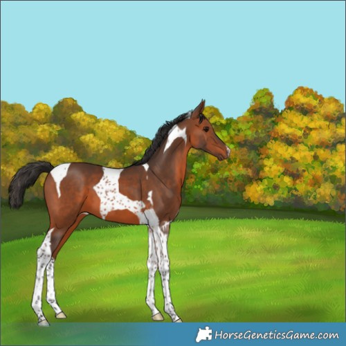 Horse Color:Bay Tobiano 