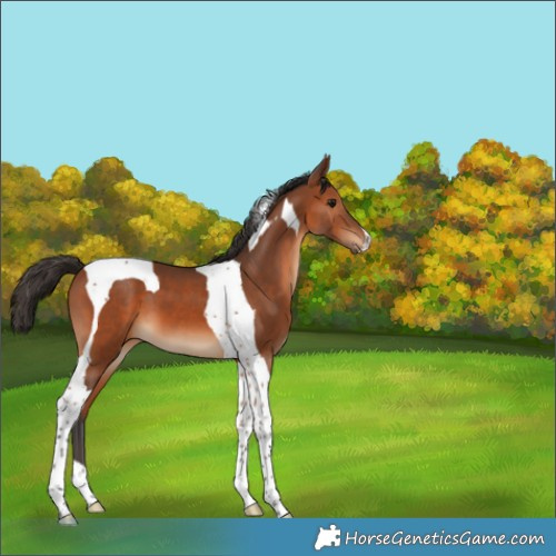 Horse Color:Bay Tobiano 