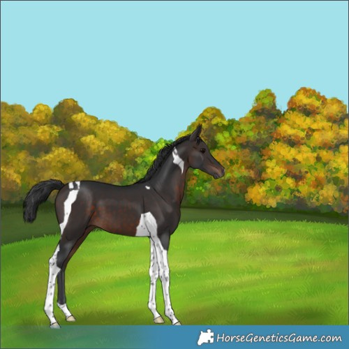 Horse Color:Brown Tobiano 