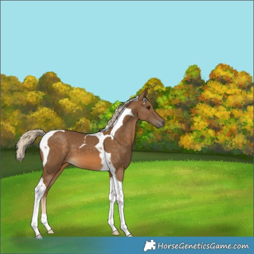 Horse Color:Chocolate Palomino Tobiano 