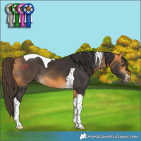 Horse Color:Buckskin Tobiano 