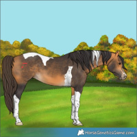 Horse Color:Buckskin Tobiano 