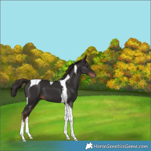 Horse Color:Liver Chestnut Tobiano 