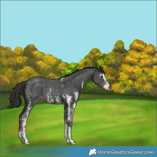 Horse Color:Gray Liver Chestnut Sabino 