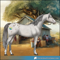 Horse Color:Brown Dun Appaloosa 