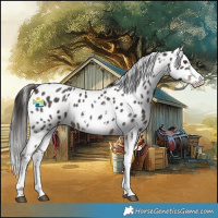 Horse Color:Liver Chestnut Sabino Appaloosa 