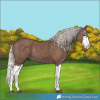 Horse Color:Silver Black Splash