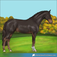Horse Color:Liver Chestnut 