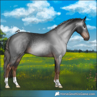 Horse Color:Gray Liver Chestnut 