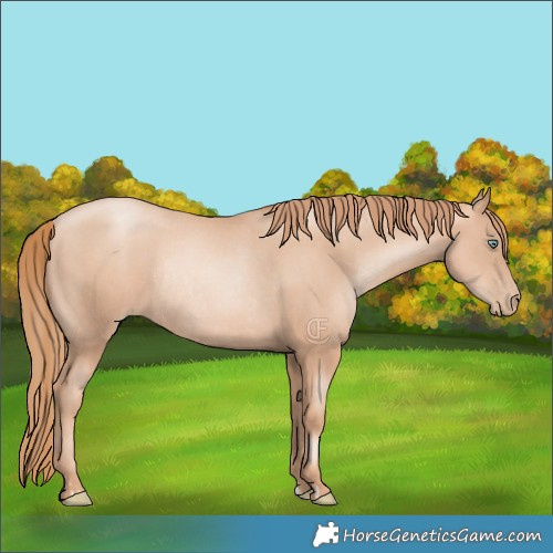 Horse Color:Gold Champagne Pearl Rabicano  and Gold Champagne Pearl Rabicano 