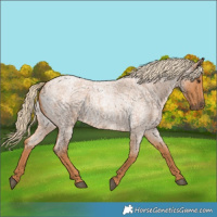 Horse Color:Red Roan 