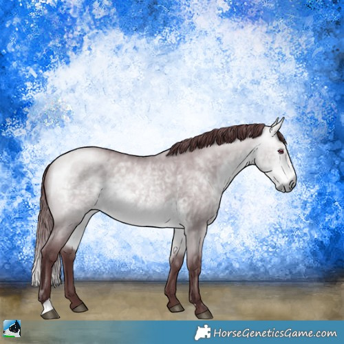 Horse Color:Chocolate Buckskin Chinchilla Dun Rabicano