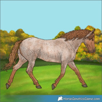 Horse Color:Red Roan 