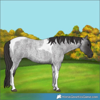 Horse Color:Smoky Blue Roan Tobiano