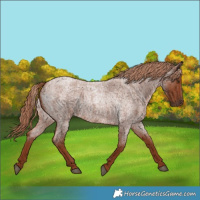 Horse Color:Red Roan 