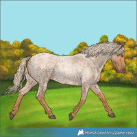 Horse Color:Red Roan 