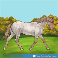 Horse Color:Red Roan 