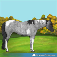 Horse Color:Blue Roan Tobiano 
