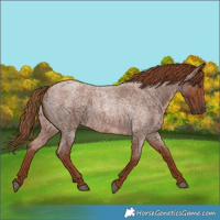 Horse Color:Red Roan 