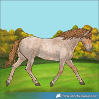 Horse Color:Red Roan 