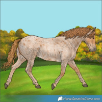 Horse Color:Red Roan 
