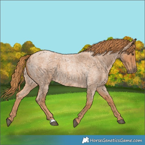 Horse Color:Red Roan 
