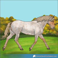 Horse Color:Red Roan 