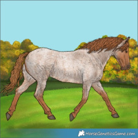 Horse Color:Red Roan 