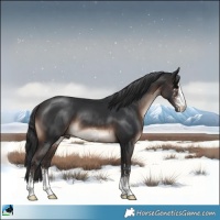 Horse Color:Brown Mushroom Sabino 