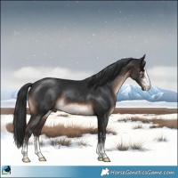 Horse Color:Brown Mushroom Sabino 