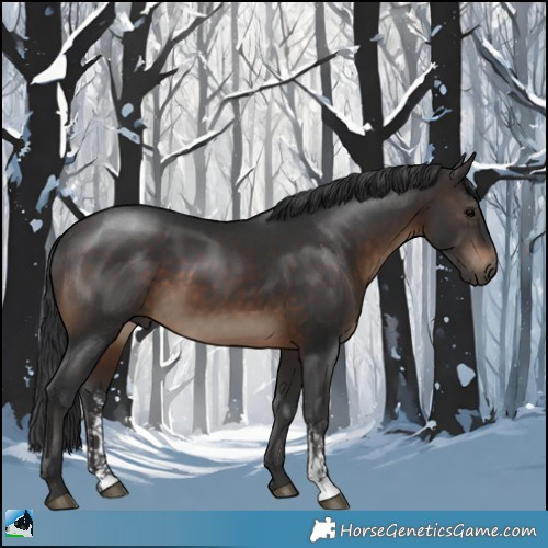 Horse Color:Brown Sabino Rabicano 